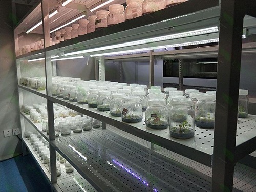 隆林植物组织培养实验室设计建设方案